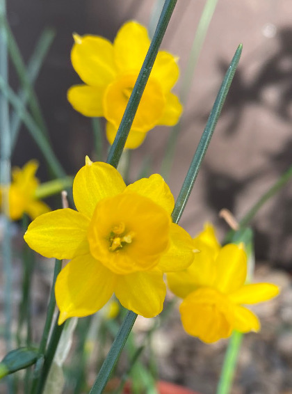 Narcissus Stocken 